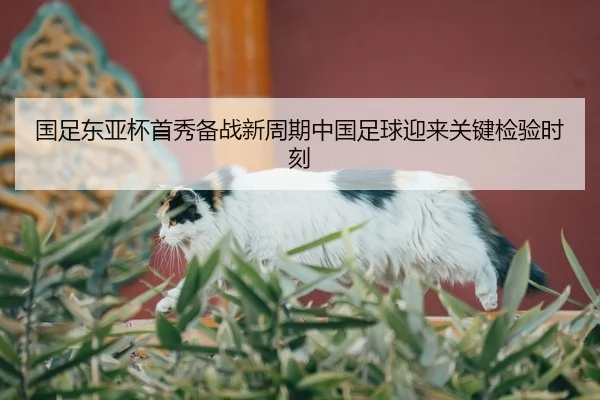 国足东亚杯首秀备战新周期中国足球迎来关键检验时刻